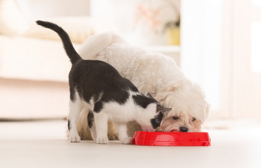 Nutritional Counseling in Pets: A Comprehensive Guide